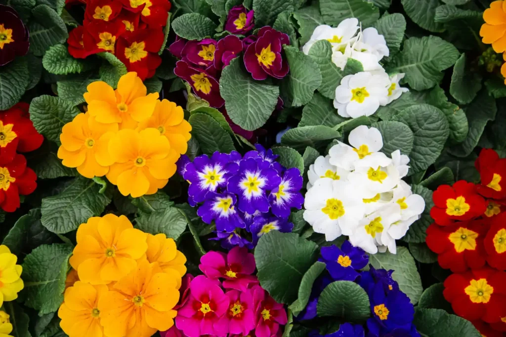 Flower Types