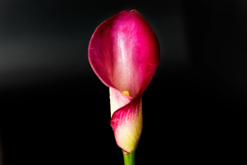 Rare flower