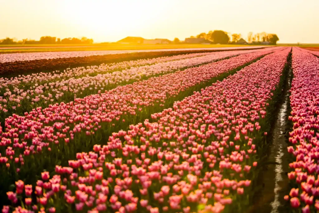 Flower Farm