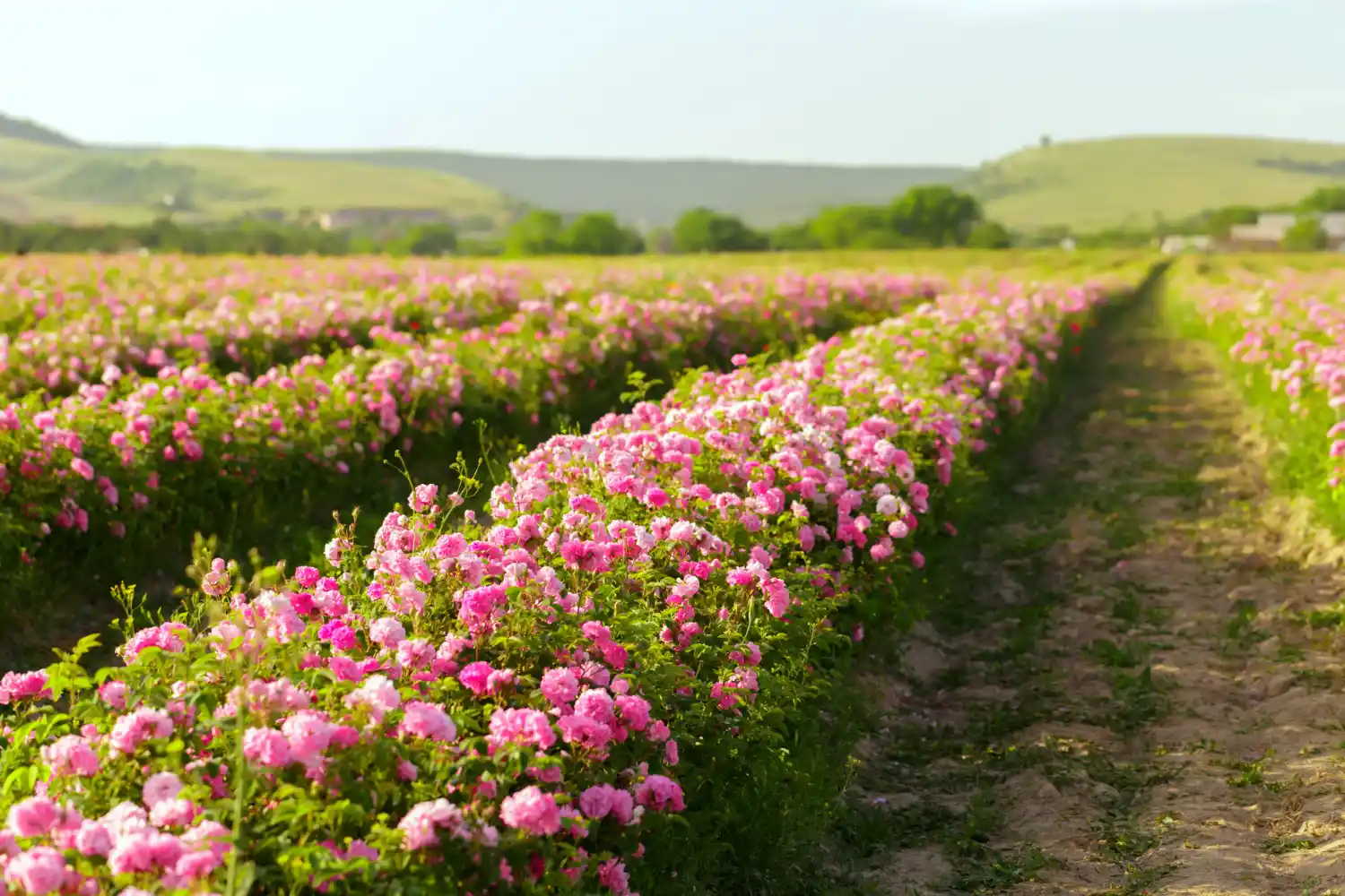 Flower Farm