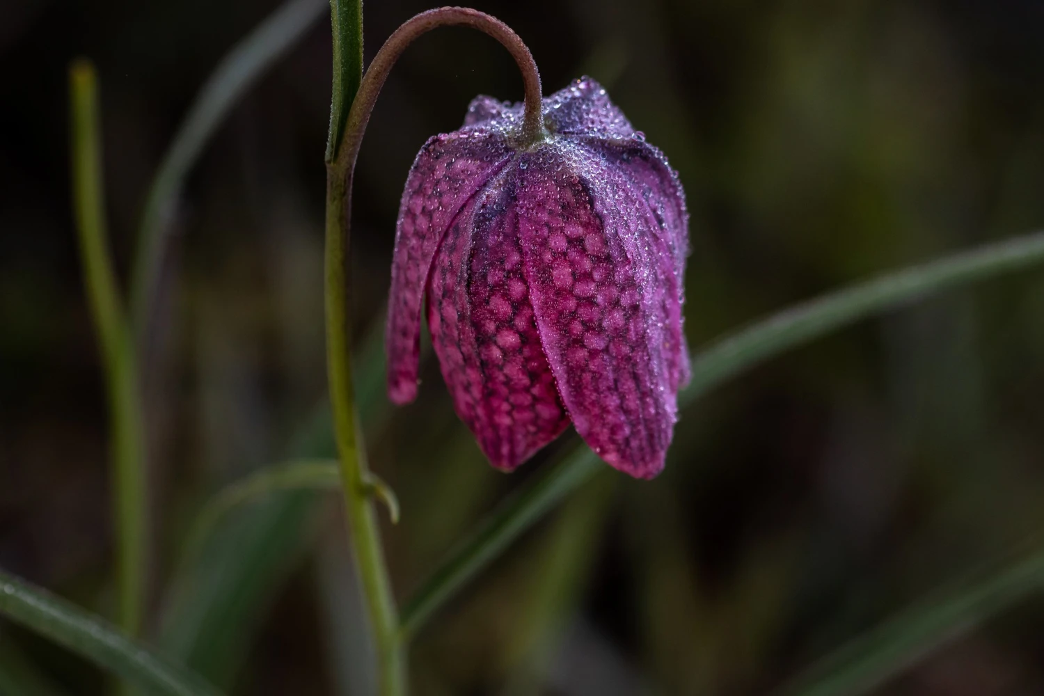 Rare flower