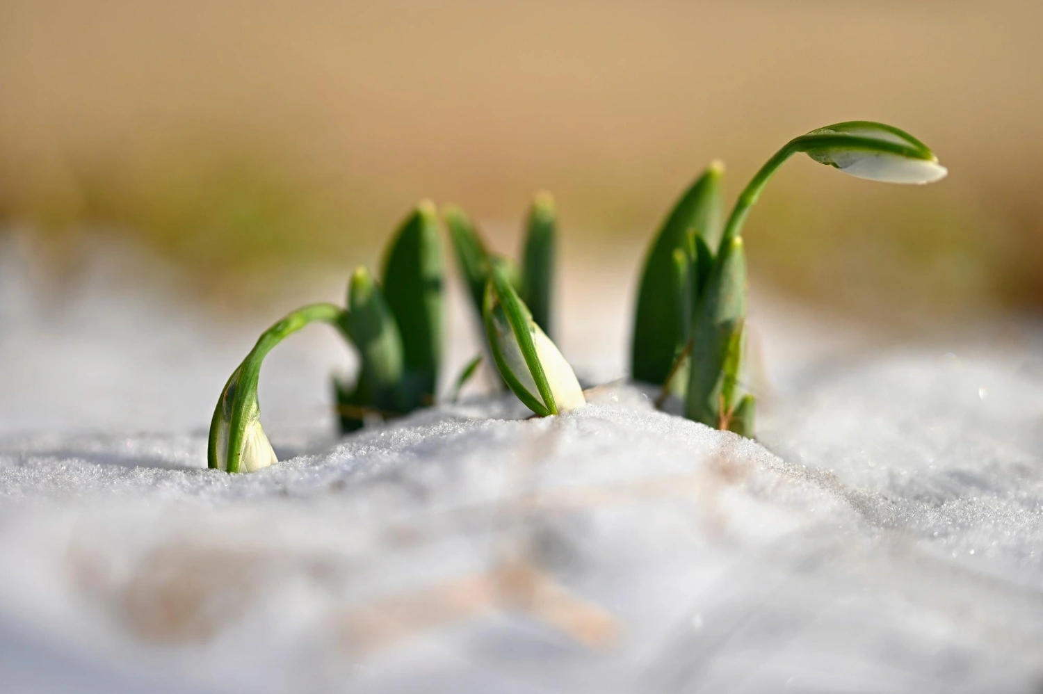 Stages of flower growth