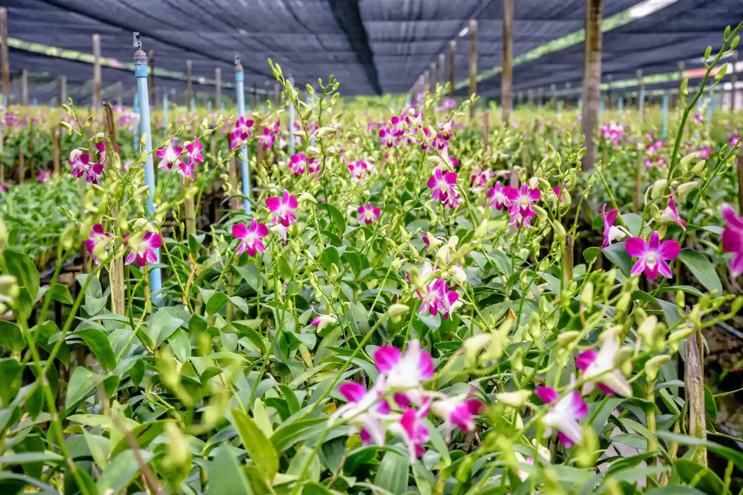 Flower Farm