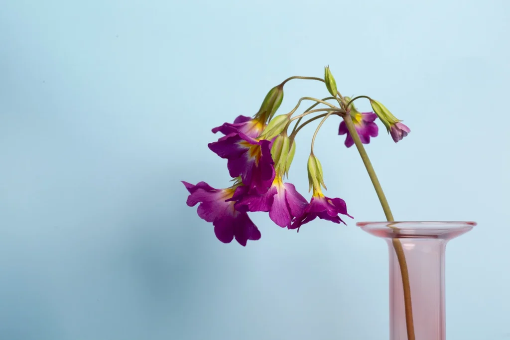 Rare flower