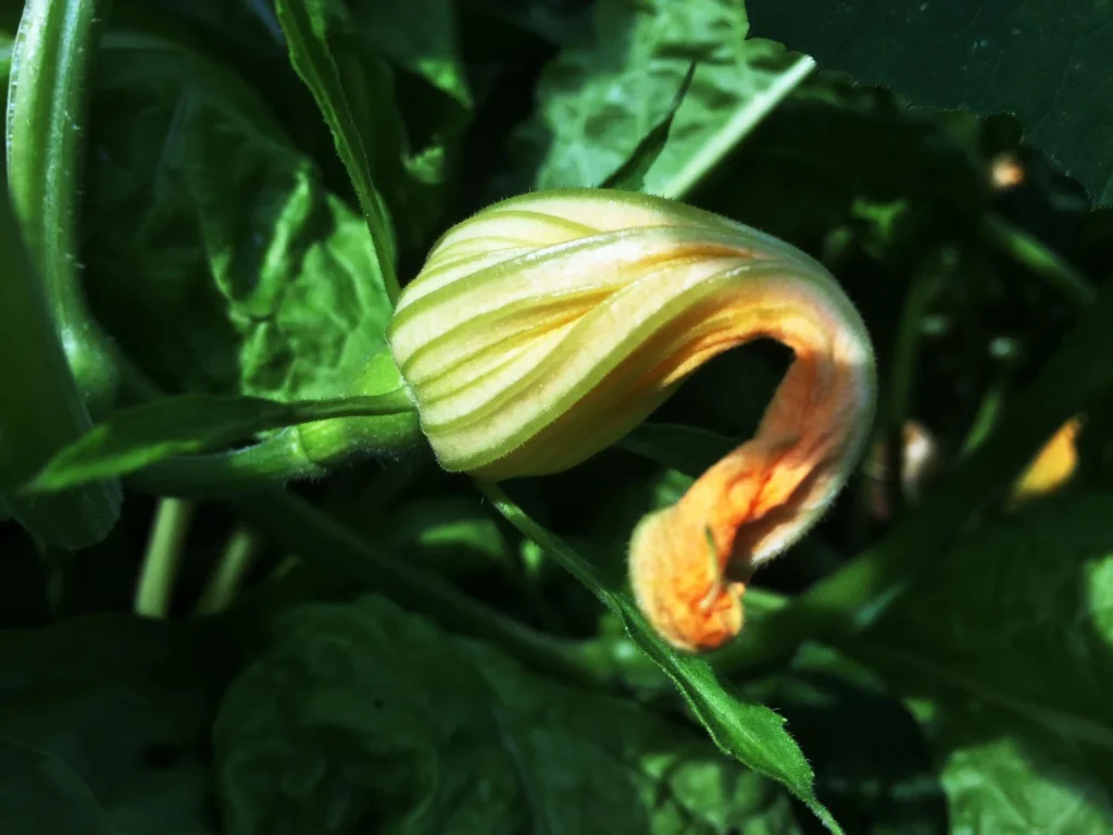 Rare flower