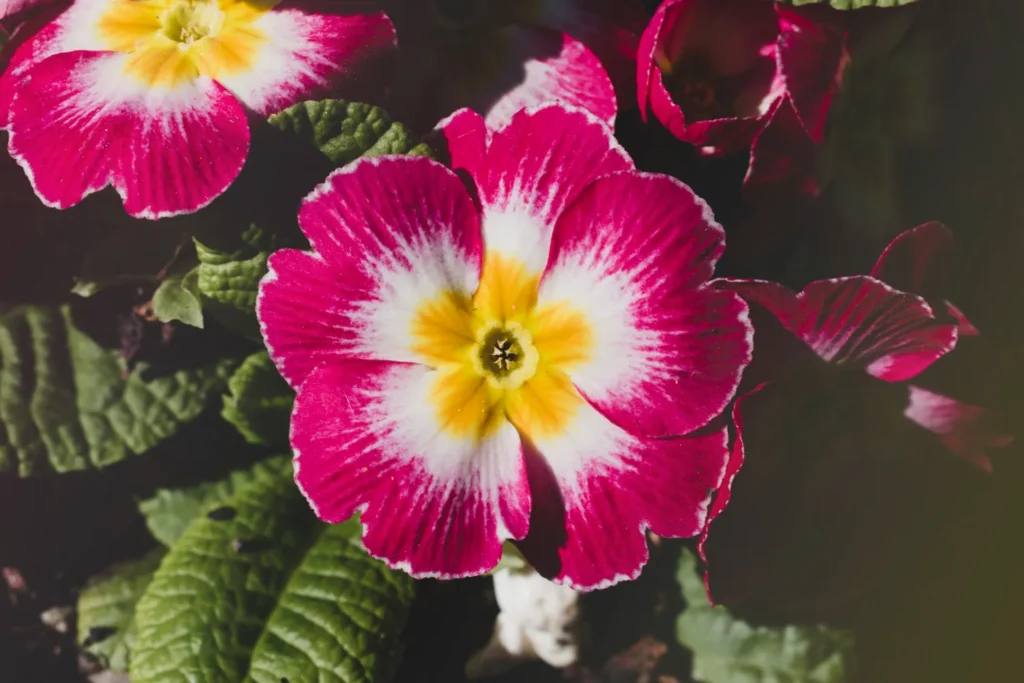 Flower Types