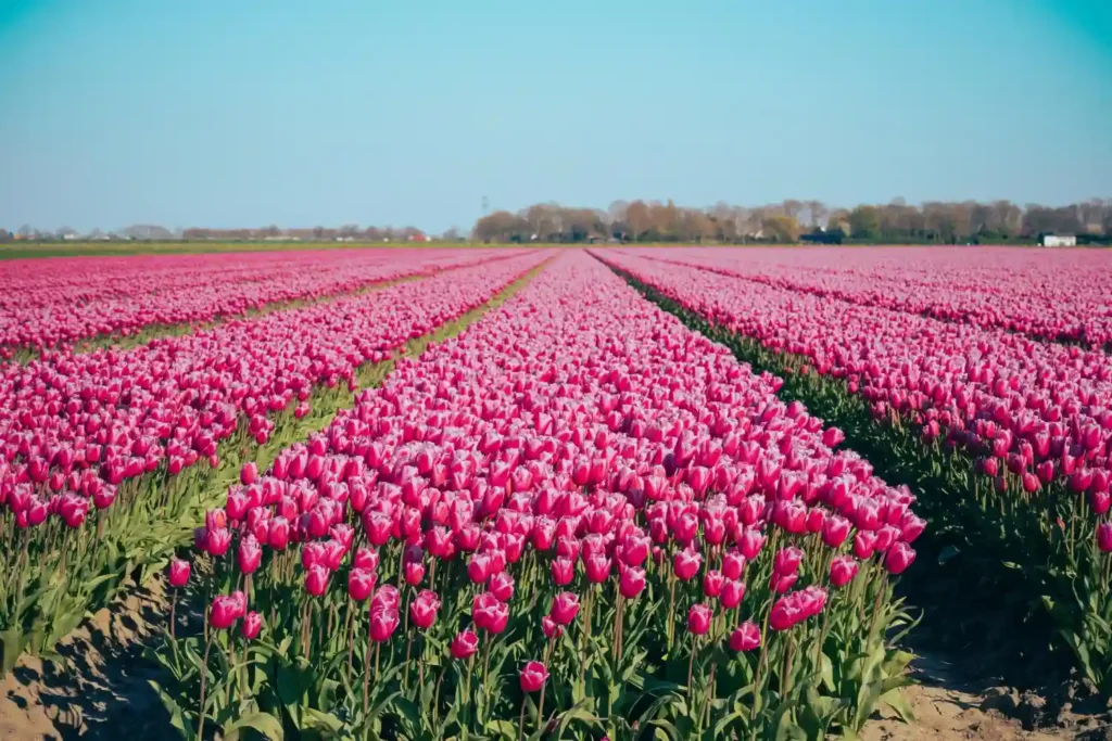 Flower Farm