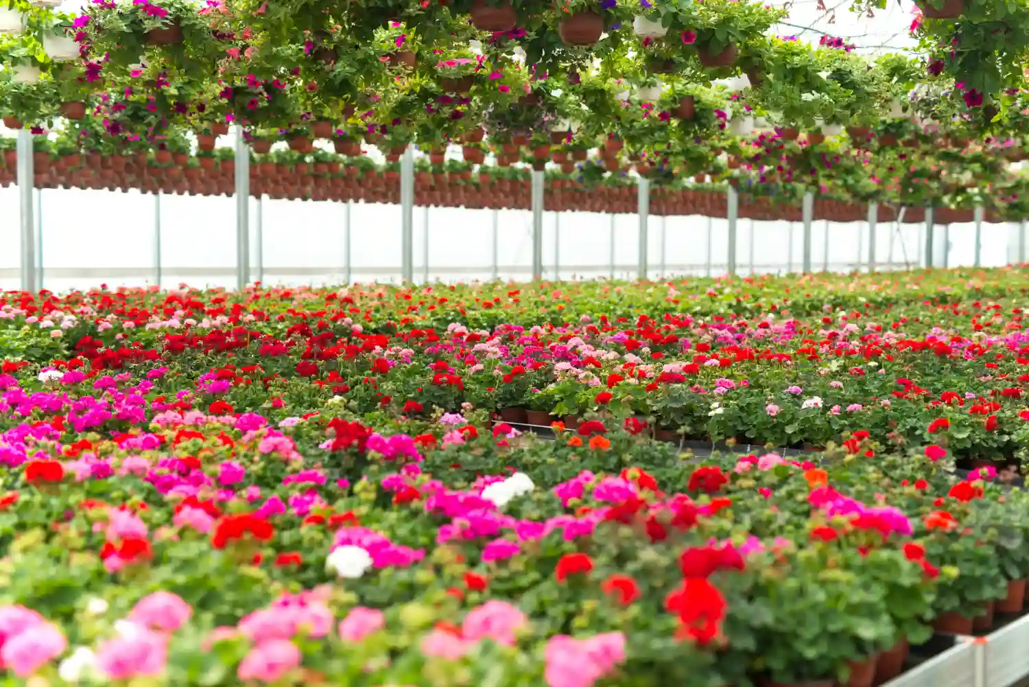Flower Farm
